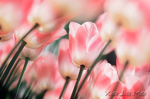 一个人怕孤独,两个人怕辜负 (8)