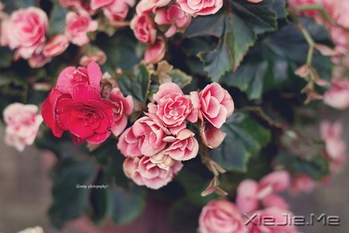 梦想很轻,却因此拥有飞向蓝天的力量 (7)