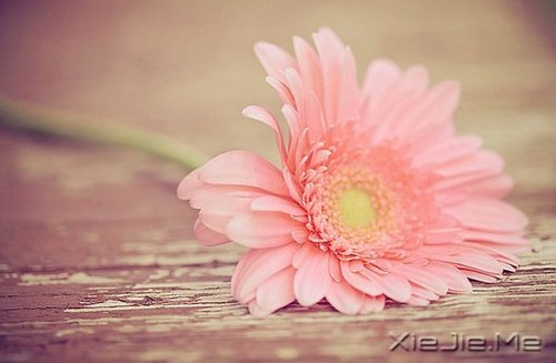 晚安心语:我想要的,一直很简单 (7)