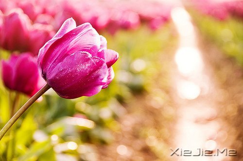 文字:八味人生良药 (2)